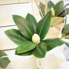 MAGNOLIA 1.40 en internet
