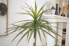 PLANTA 80cm en internet