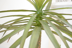 PLANTA 80cm - Enamorart