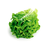 Lechuga Criolla