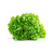 Lechuga Francesa
