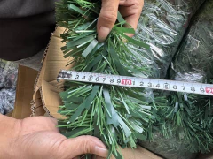 BOA PINO 13CM pack x10 VERDE FILAMTOS CLA Y OSC 200CM - Pachos