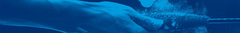 Banner de la categoría Squash y Bádminton