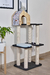 Gimnasio Rex en internet