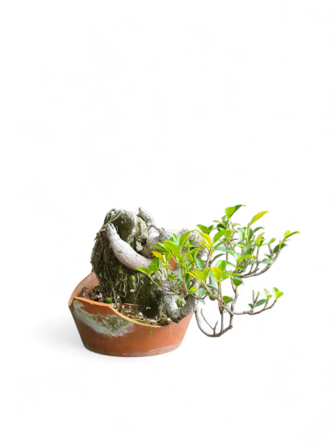 Bonsai ficus ejemplar - comprar online