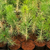 Combo plantines pino negro x 10 U