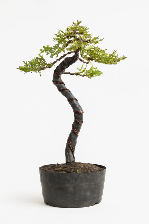 Clase guiada de modelado en Junípero OldGold de 10 lts – 4 Clases presenciales - comprar online