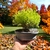 Bonsai arbol de la vida N3 (cipres lemon) en maceta ceramica esmaltada