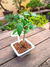 Bonsai Granado en maceta esmaltada N-cero - Tienda Online Domestic Bonsai | Jardín en el corazón de CABA