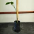 Plantin de Abutilon Bordo