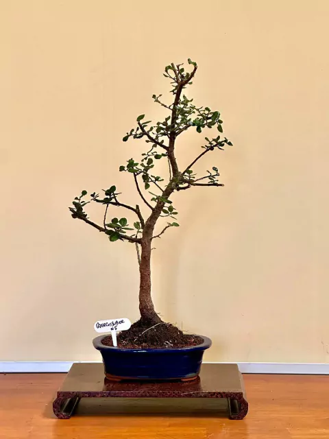 Bonsai N5 Quercus Suber | Alcornoque en maceta ceramica esmaltada