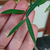 Plantin de Salix Sauce Nancy Sunder - comprar online