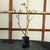 Plantin de Salix Sauce Nancy Sunder