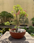 Bonsai Malpighia glabra N3 en maceta ceramica esmaltada