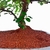Bonsai Cotoneaster Dameri N4 en maceta ceramica esmaltada - comprar online