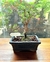 Bonsai Buxus N2 en maceta esmaltada