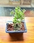 Bonsai Buxus N2 en maceta esmaltada - comprar online