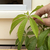 Bonsai palo borracho N2 en maceta esmaltada en internet