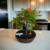 Bonsai Granado N3 en maceta esmaltada - Tienda Online Domestic Bonsai | Jardín en el corazón de CABA