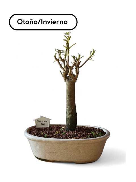Bonsai N6 Jacaranda | 35-40 cm | 18/20 años en maceta esmaltada - comprar online
