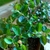 Bonsai Cotoneaster Dameri N2 en maceta ceramica esmaltada - Tienda Online Domestic Bonsai | Jardín en el corazón de CABA
