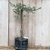 Prebonsai Espinillo acacia caven en 4 lts - comprar online