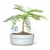 Bonsai Jacaranda N2 en maceta ceramica esmaltada - comprar online
