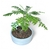 Bonsai Jacaranda N2 en maceta ceramica esmaltada en internet