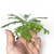 Bonsai Jacaranda N2 en maceta ceramica esmaltada - Tienda Online Domestic Bonsai | Jardín en el corazón de CABA