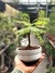 Bonsai Jacaranda N2 en maceta ceramica esmaltada - tienda online