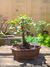 Bonsai Quercus Ilex N4 en maceta ceramica esmaltada en internet