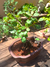 Bonsai Quercus Ilex N4 en maceta ceramica esmaltada - Tienda Online Domestic Bonsai | Jardín en el corazón de CABA