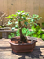 Bonsai Quercus Ilex N4 en maceta ceramica esmaltada - comprar online