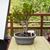 Bonsai Ficus Retusa N3 en maceta ceramica esmaltada