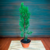 Prebonsai de (Ciprez) Cupressus Stricta en maceta de barro