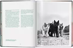 Cats - tienda online