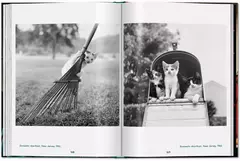 Imagen de Cats
