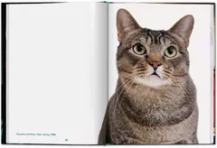 Cats en internet
