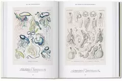Ernst Haeckel - Librería Medio Pan y un Libro