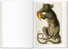 Seba. Cabinet of Natural Curiosities - comprar online