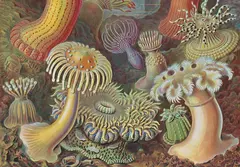 Ernst Haeckel - comprar online