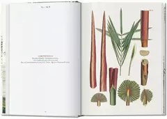 El libro de las palmeras - Librería Medio Pan y un Libro