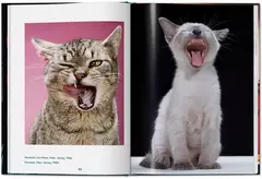 Cats - tienda online