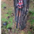 Bastones Carbono Trail running tsl en internet