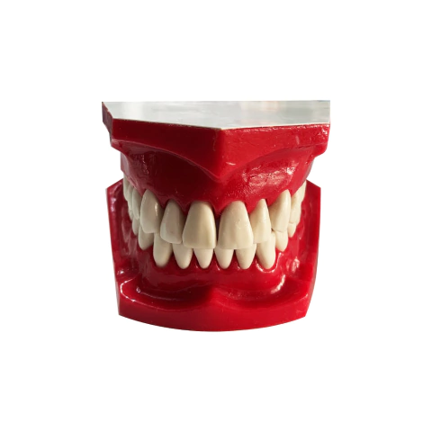 Macromodelo con dientes removibles - comprar online