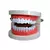 Macromodelo Dental Biocom - comprar online