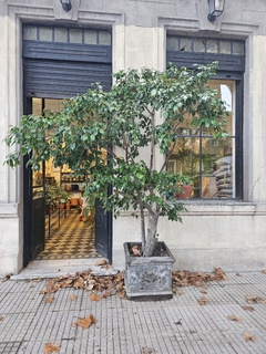 Ficus Benjamina Daniela - 50L - comprar online