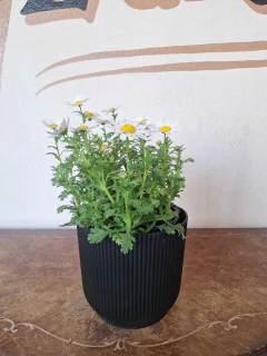 Margarita - Flores Negras Plantas