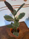 Gomero Rubí - Ficus Elastica Rubí - M15 - tienda online