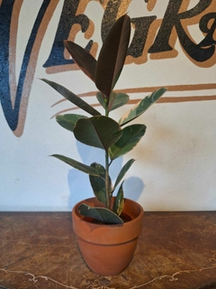 Imagen de Gomero Rubí - Ficus Elastica Rubí - M15